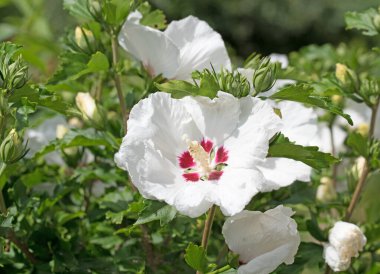 Beyaz çiçek açan amberçiçeği yakın planda.