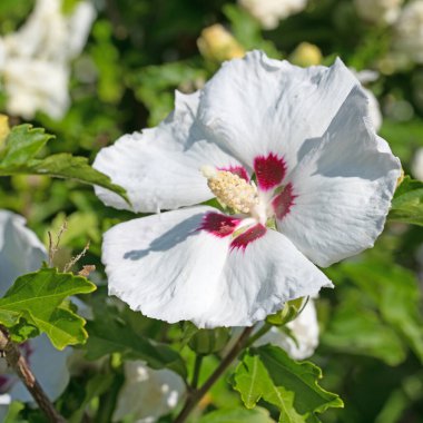 Beyaz çiçek açan amberçiçeği yakın planda.