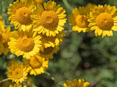 Çiçek açan bir köpeğin yakın çekimi papatya çayı (Anthem)