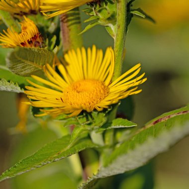 Çiçekli elektronlar, Inula helenyumu, yakın plan.