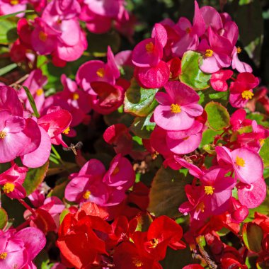 Buz begonyaları, Semperfloren begonyaları, yakın planda.