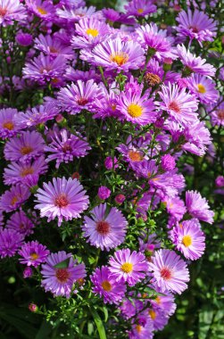 Çiçekli sonbahar yıldızları, Symphyotrichum, bahçede