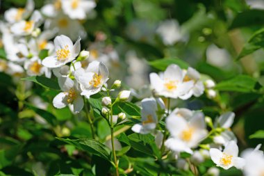 Çiçek açan Avrupa boru çalısı, β delphus coronarius