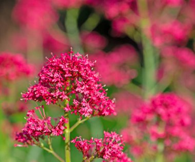 Çiçekli çiçek, Centranthus yakutu, yakın plan.