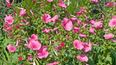 Funnel mallow (Malope trifida) yakın plan