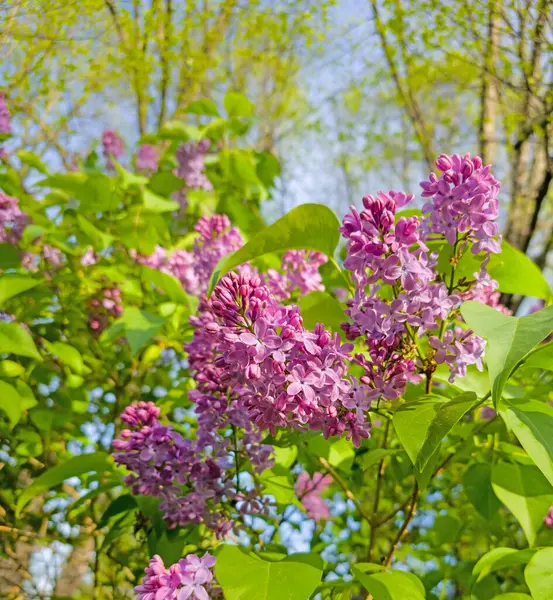 Pembe çiçek açan leylak yakın plan.