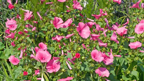 Funnel mallow (Malope trifida) yakın plan