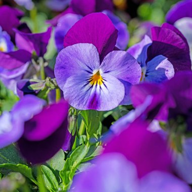 Çiçekli boynuz menekşeleri, viyola cornuta, baharda