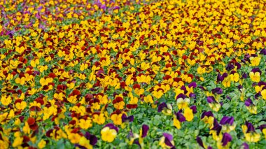 Çiçekli boynuz menekşeleri, viyola cornuta, baharda