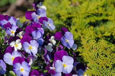 Çiçekli menekşeler, viyola cornuta, baharda