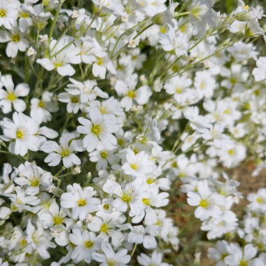 Çiçek açmış bir korna otunun yakın çekimi.