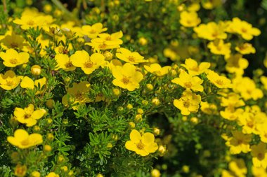 Yüksükotu, Potentilla fruticosa, baharda