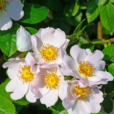 Çiçekli gül kalçalar, Rosa canina, baharda.