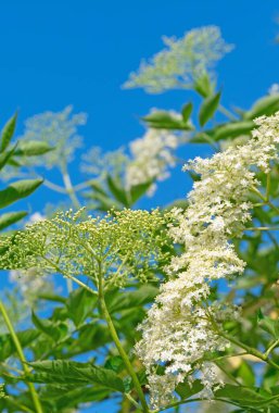 Çiçek açmış çayır adaçayır çiçeğinin yakın plan görüntüsü.
