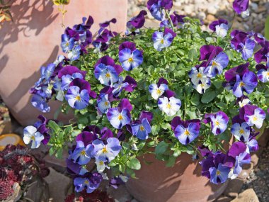 Renkli boynuzlu menekşeler yakın planda