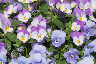 Renkli boynuzlu menekşeler yakın planda