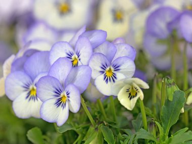 Renkli boynuzlu menekşeler yakın planda