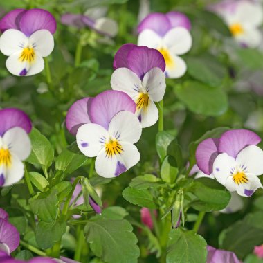 Renkli boynuzlu menekşeler yakın planda