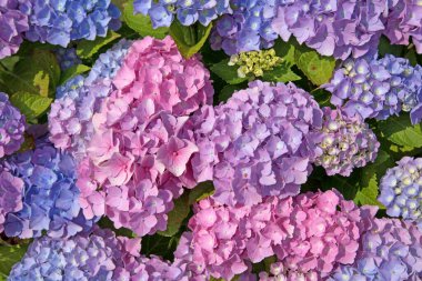 Çiçek açan menekşe ortancaları