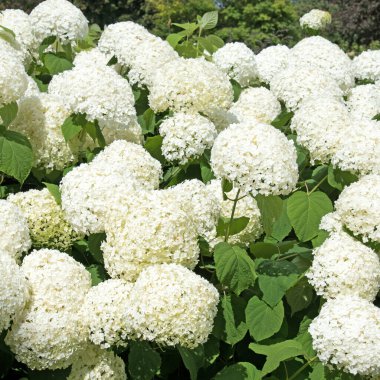 Yazın açan beyaz ortancalar