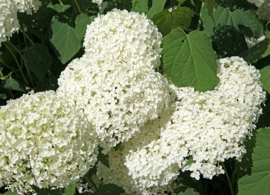 Yazın açan beyaz ortancalar