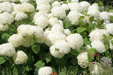 Yazın açan beyaz ortancalar