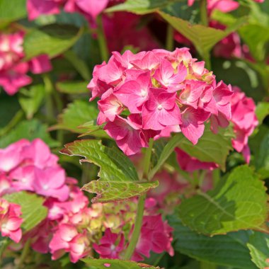 Çiçek açan kırmızı ortanca