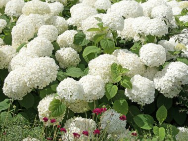 Yazın açan beyaz ortancalar