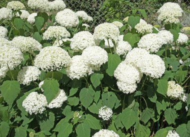 Yazın açan beyaz ortancalar