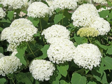 Yazın açan beyaz ortancalar