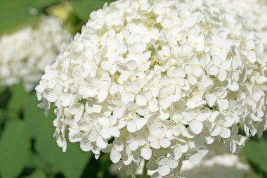 Yazın açan beyaz ortancalar