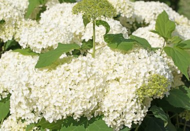 Yazın açan beyaz ortancalar