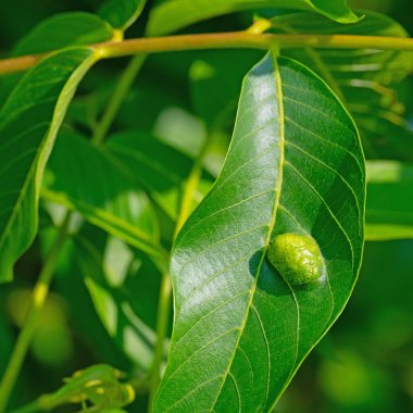 Ceviz safra kesesine yakın çekim