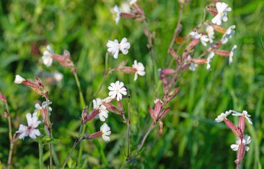 Çiçek açan beyaz karanfilin yakın çekimi
