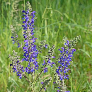 Çiçek açmış çayır adaçayının yakın çekimi