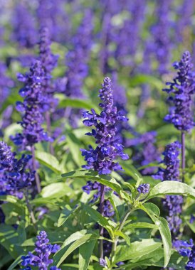 Yakından bakınca süslü adaçayı.