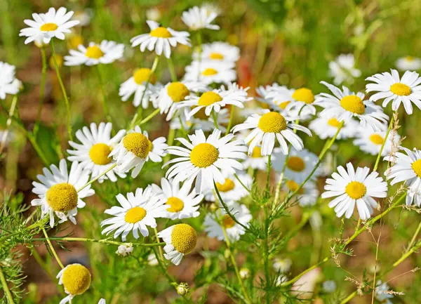 Kokusuz papatya çayı, Tripleurospermum inodorum, kolza tohumu tarlasında
