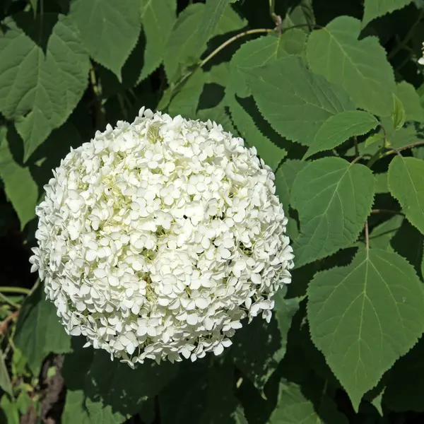 Yazın açan beyaz ortancalar