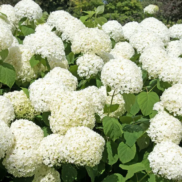 Yazın açan beyaz ortancalar