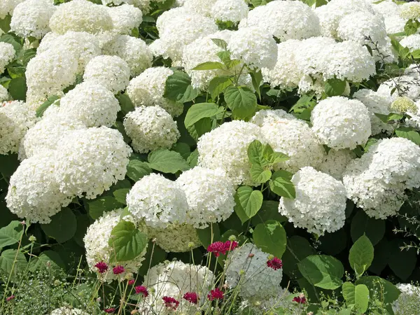 Yazın açan beyaz ortancalar