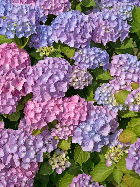 Çiçek açan menekşe ortancaları