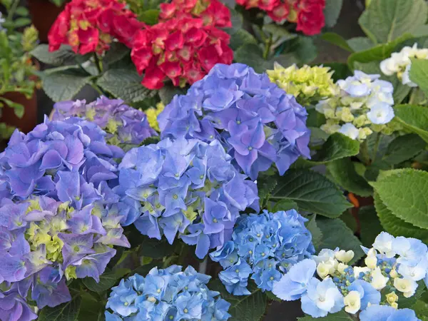 Çiçek açan ortanca, yakın plan.