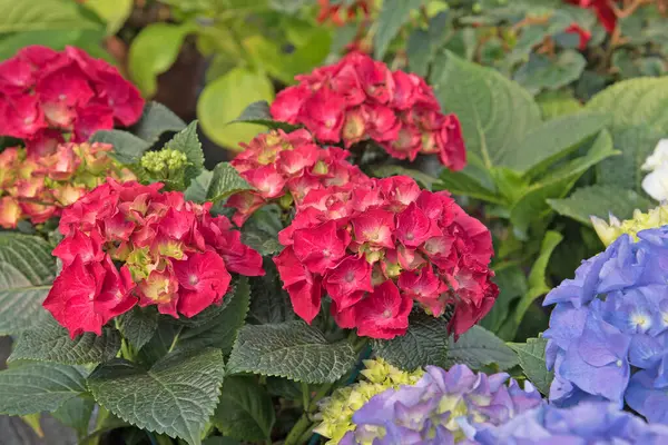 Çiçek açan ortanca, yakın plan.