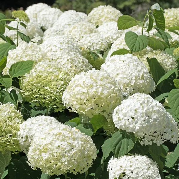 Yazın açan beyaz ortancalar