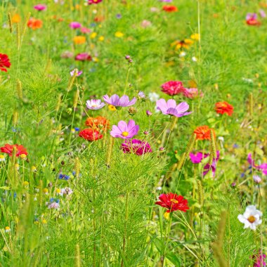 Yazın açan kır çiçekleri çayırı