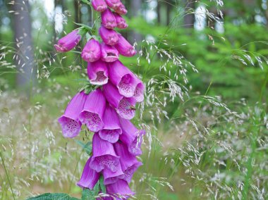 Çiçekli kırmızı yüksük otu, Digitalis purpureais Çiçekli kırmızı yüksük otu, Digitalis purpurea