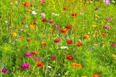 Bir sürü farklı çiçek ve bitkinin olduğu çayırda.