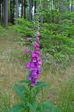 Çiçekli kırmızı yüksükotu, Digitalis purpurea, ormanda