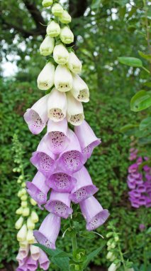 Çiçekli kırmızı yüksük otu, Digitalis purpureais Çiçekli kırmızı yüksük otu, Digitalis purpurea