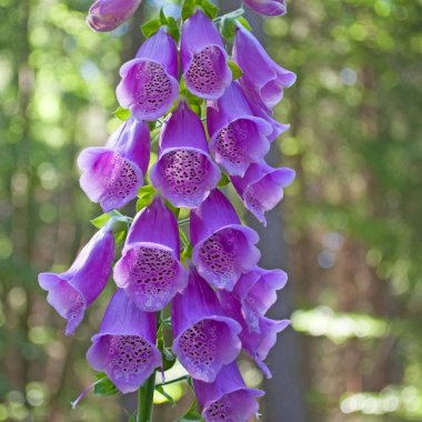 Çiçekli kırmızı yüksük otu, Digitalis purpureais Çiçekli kırmızı yüksük otu, Digitalis purpurea